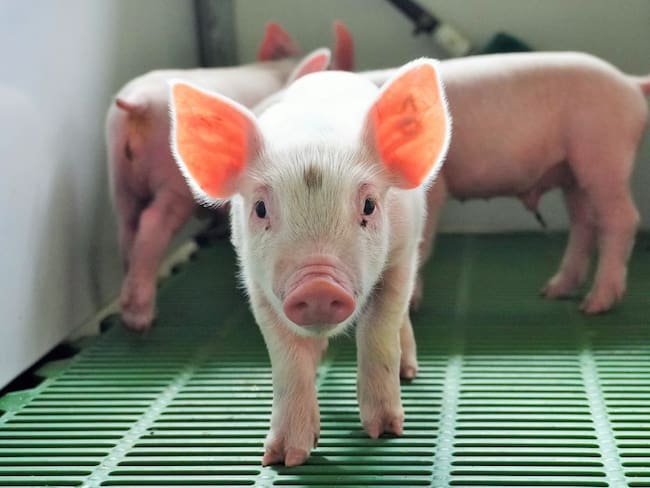 En medio de la Pandemia, desde Buga exportan cerdos a Hong Kong
