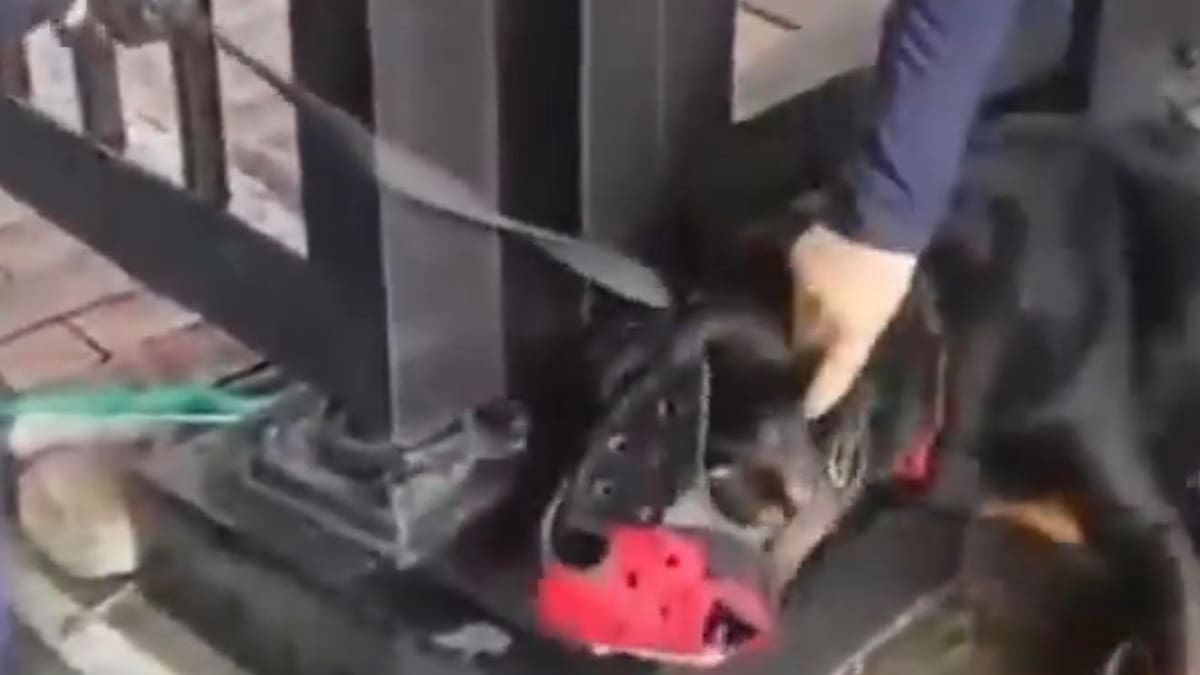 Retiran a guarda de seguridad que maltrató a un perro de vigilancia en una estación de TransMilenio