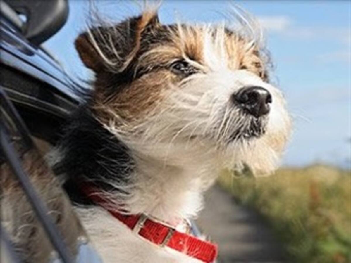 Cuide a sus mascotas en la época de fin de año