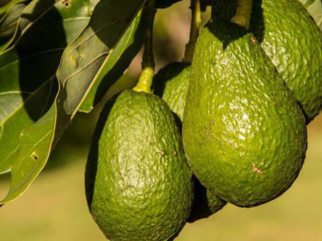 Caldas estrecha lazos con Italia