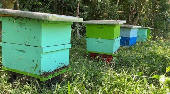 Implementación de proyectos de apicultura en Cauca