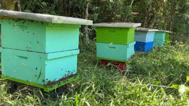 Implementación de proyectos de apicultura en Cauca