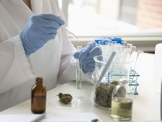 Industria del cannabis medicinal busca crecer a pesar de la pandemia