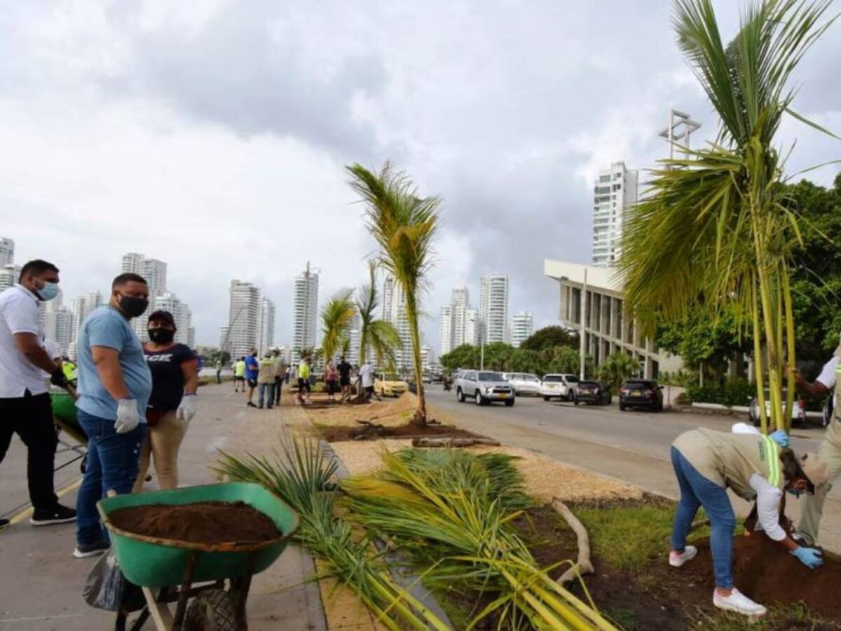 Alcaldía de Cartagena pretende sembrar 100.000 árboles en el Distrito