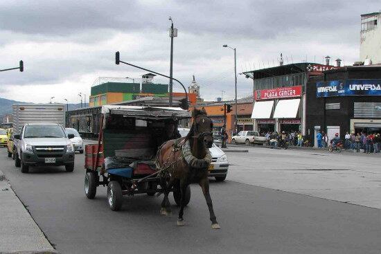 Los caballos retirados de la actividad serán dados en adopción a fundaciones, universidades y personas que puedan garantizarles bienestar.