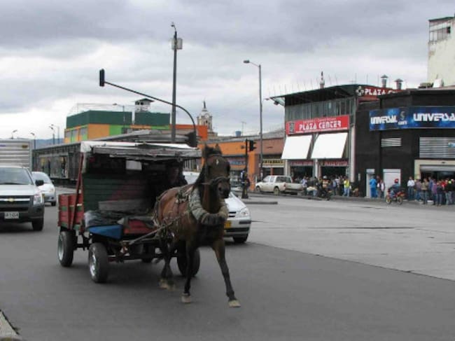 Los caballos retirados de la actividad serán dados en adopción a fundaciones, universidades y personas que puedan garantizarles bienestar.