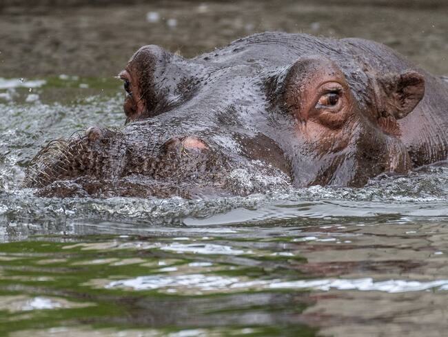 Hipopótamo. (Photo by Marcos del Mazo/LightRocket via Getty Images)