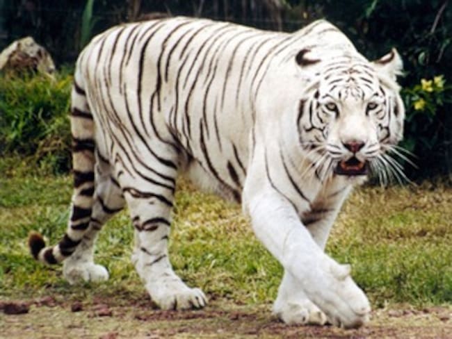 Se descifra el misterio genético del tigre blanco