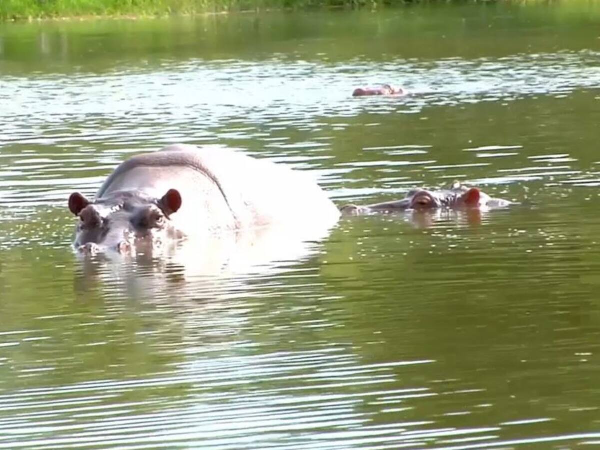 Respeto y precaución por los hipopótamos
