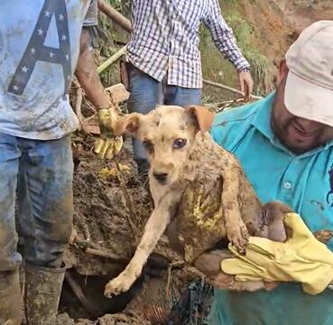 Tony, perro rescatado en medio de derrumbe en zona rural de Buenavista, Quindío, Foto Cortesía Facebook Angélica Lozano
