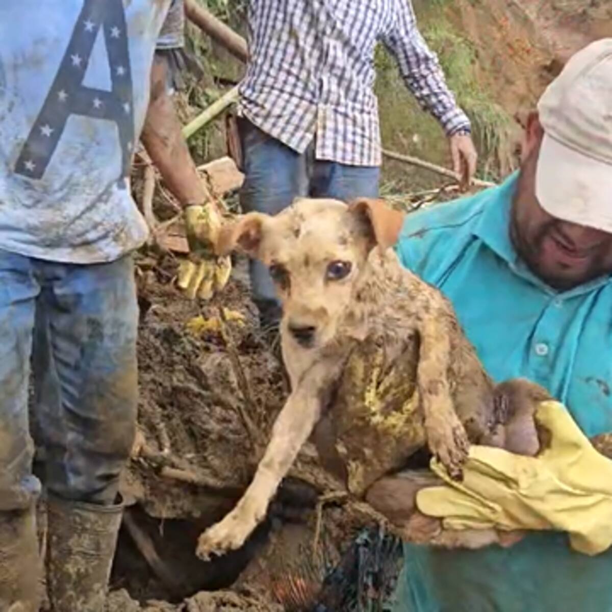 Tony, el perrito rescatado en medio de un derrumbe en zona rural de Buenavista, Quindío