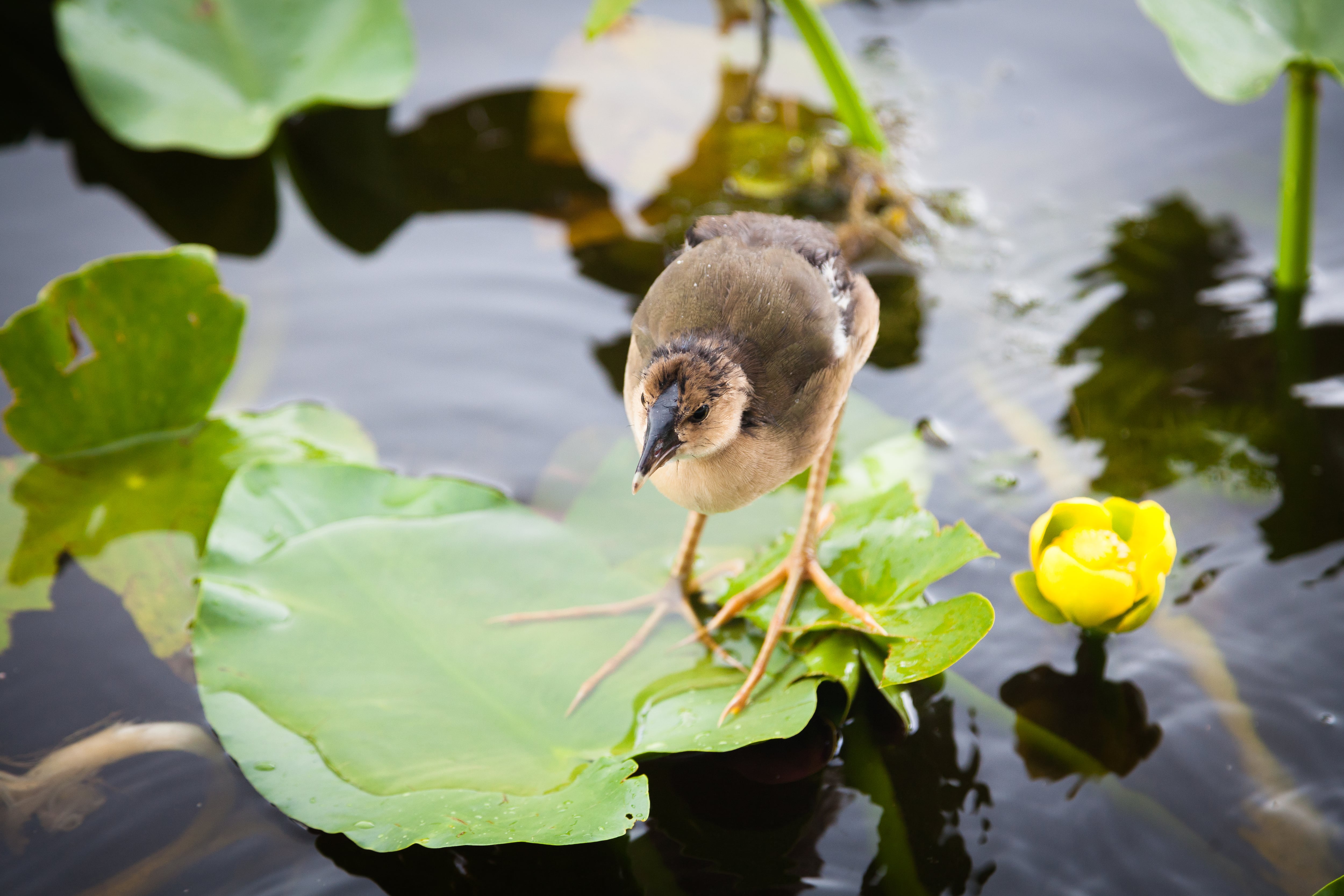 Ave sobre una hoja que flota en el agua (Foto vía Getty Images)