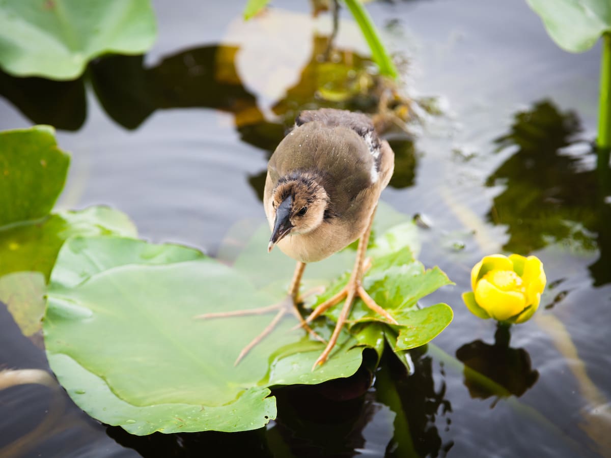 5 animales que se extinguieron en los últimos 100 años: ¿fue culpa de los humanos?