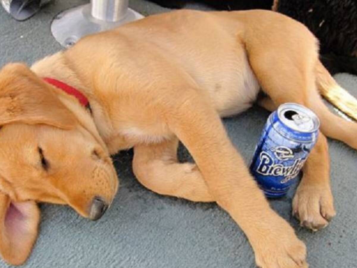 Ahora podrá departir unas cervezas con su perro: lanzan la nueva cerveza canina