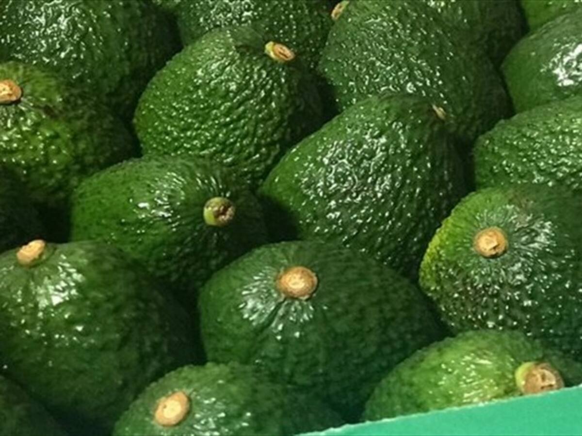Pereira apuesta por el cultivo exponencial del aguacate hass