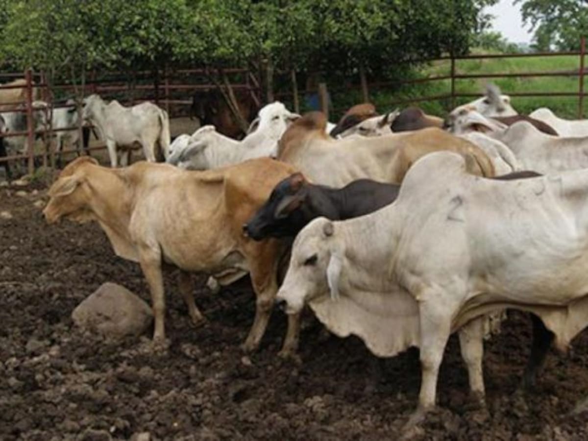 Ganaderos en Arauca anuncian que no realizarán vacunación contra aftosa