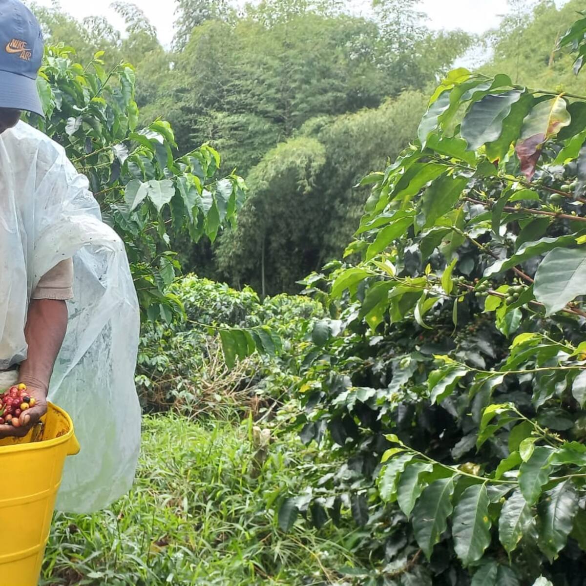 Cafeteros en el Quindío advierten sobre las afectaciones en medio de las lluvias