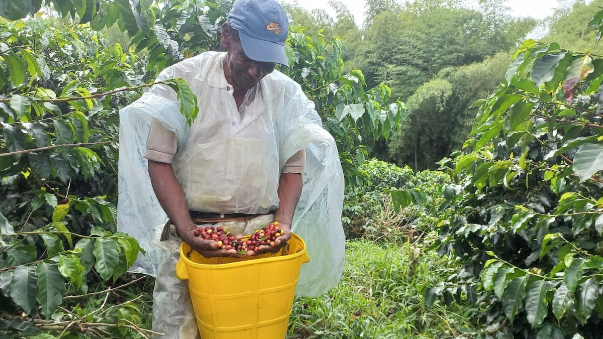 Producción de café en junio reportó una caída del 22%