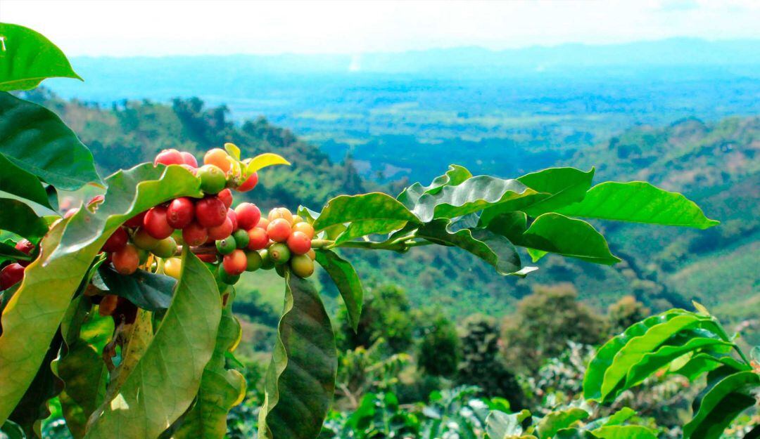 Imagen de referencia 