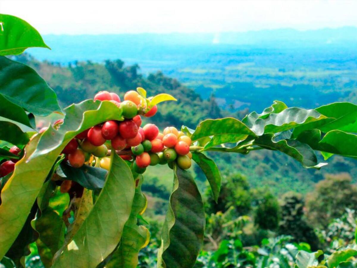 Laboratorio de café en abandono, más de $700 millones perdidos