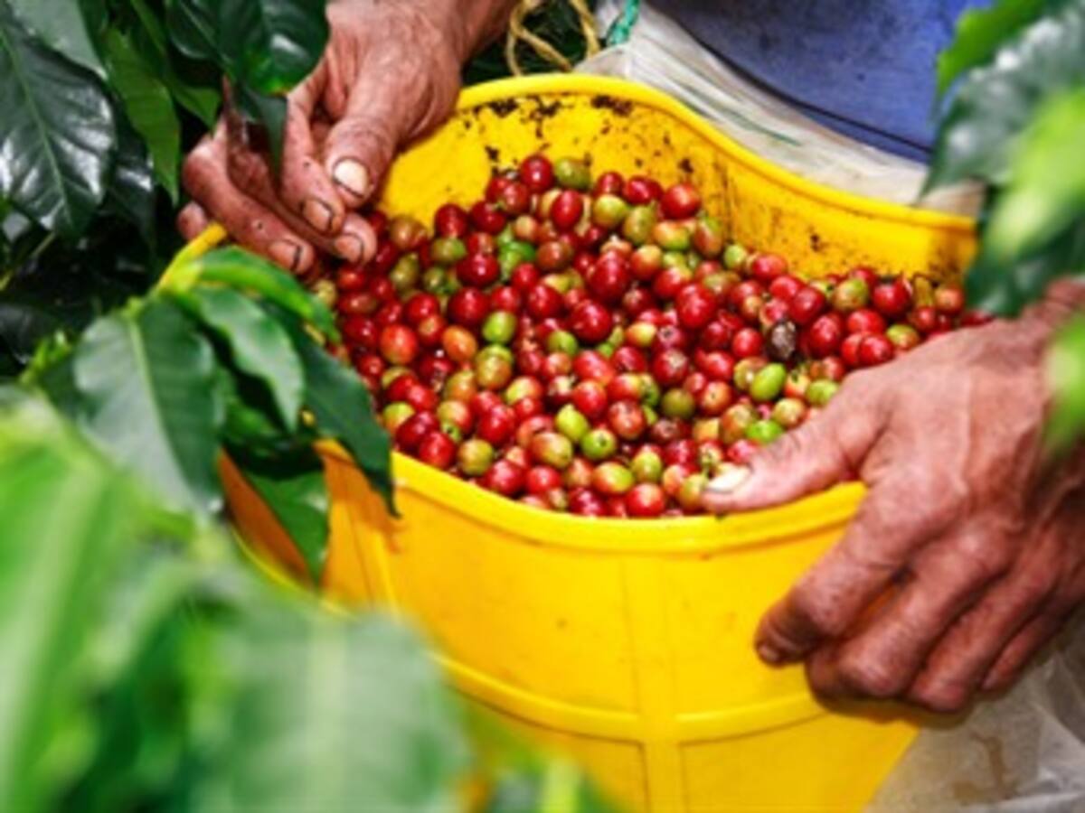 Los caficultores, acorralados por la peor crisis en su historia