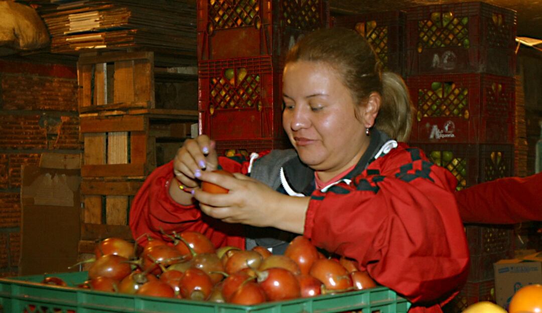 Tomate de árbol