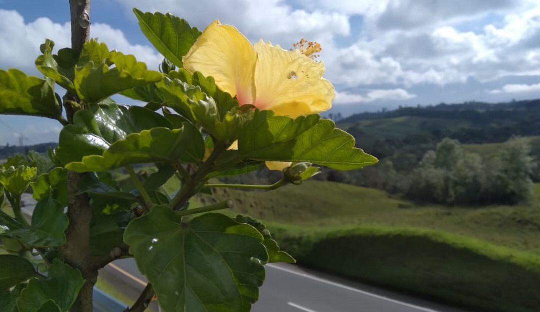 Autopistas del Café, vía Armenia-Pereira