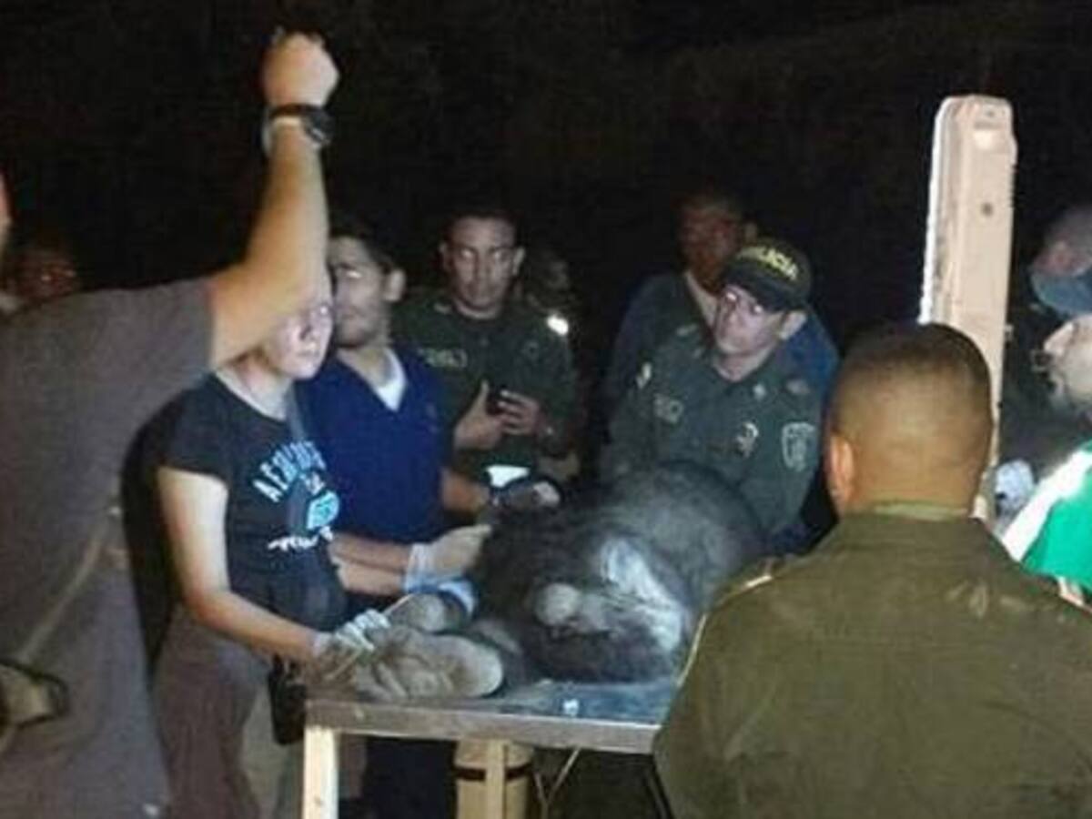 Chimpancé que se escapó de refugio animal en Cali ya está en su jaula