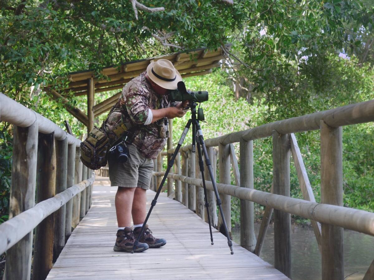 Avistamiento de aves en Santa Marta, un plan diferente para disfrutar la ‘Perla de América