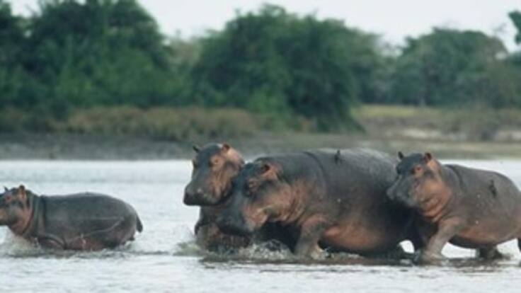 Hipopótamos son una bomba de tiempo, dicen expertos africanos