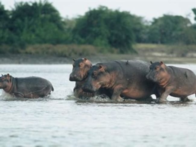 Hipopótamos son una bomba de tiempo, dicen expertos africanos