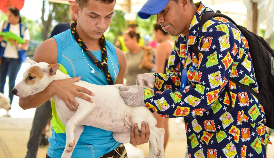 Desde el Congreso proponen crear un SISBÉN en Colombia para mascotas y animales de compañía