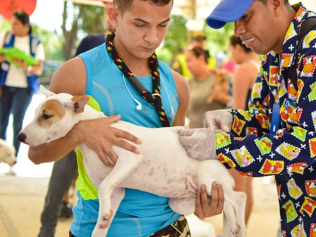 Desde el Congreso proponen crear un SISBÉN en Colombia para mascotas y animales de compañía