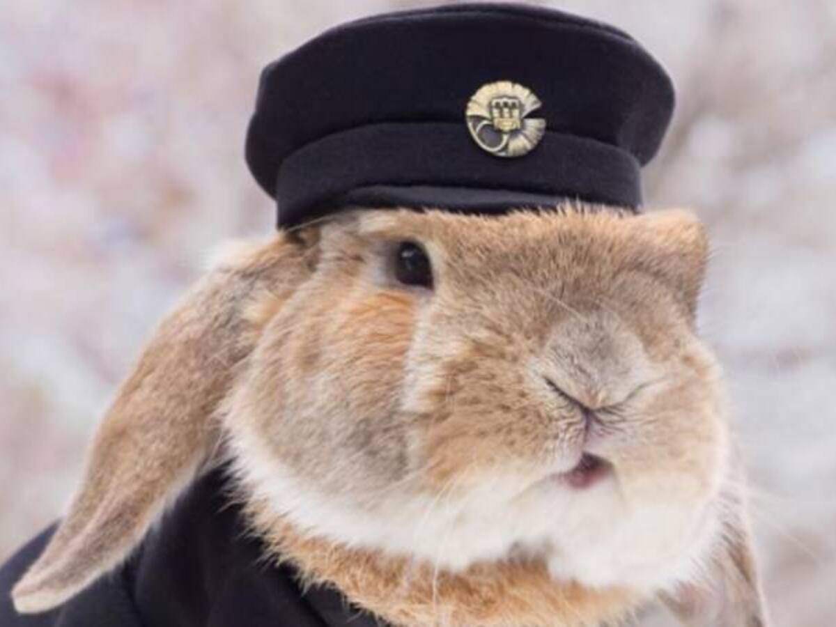 El conejo modelo de Instagram