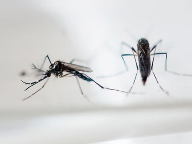 Zika está perdiendo terreno en Colombia: OMS