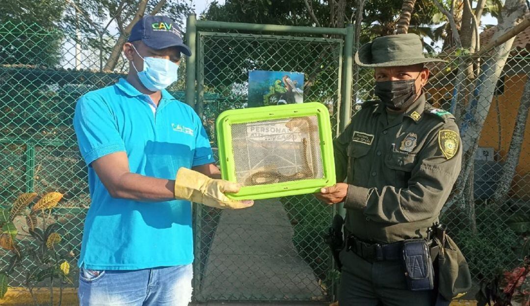 La Policía Ambiental también incautaron dos metros cúbicos de madera que eran transportados en una tractomula