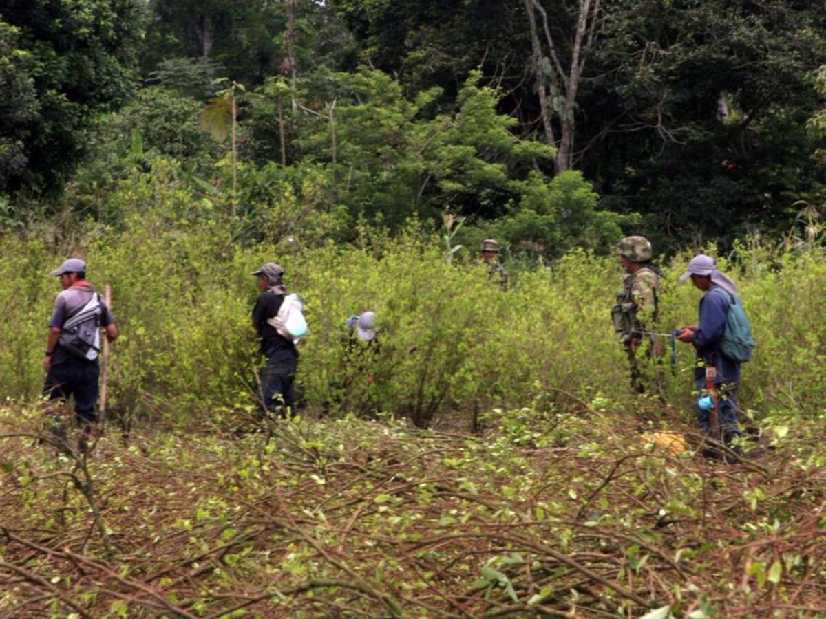 Tribunal ordena suspender erradicación forzada en resguardo