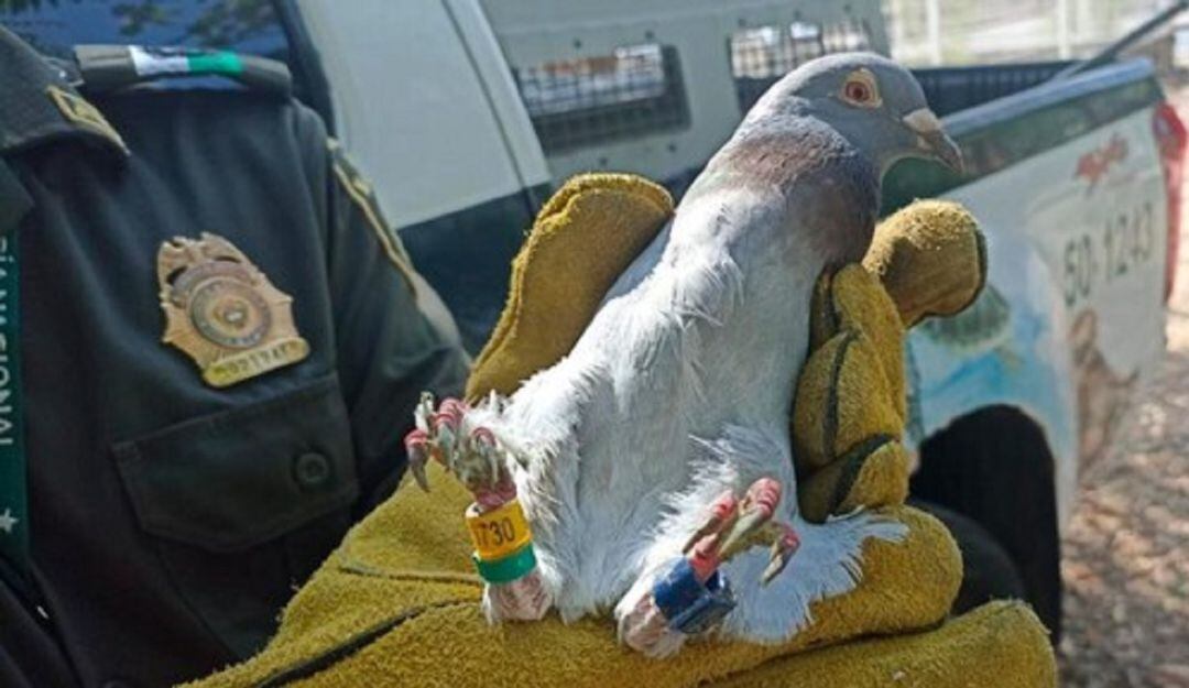 Criminales usaron paloma para intentar ingresasr Sim card a cárcel de Cartagena. 