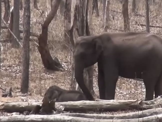 El triste momento en que elefanta asiática lamenta muerte de una cría