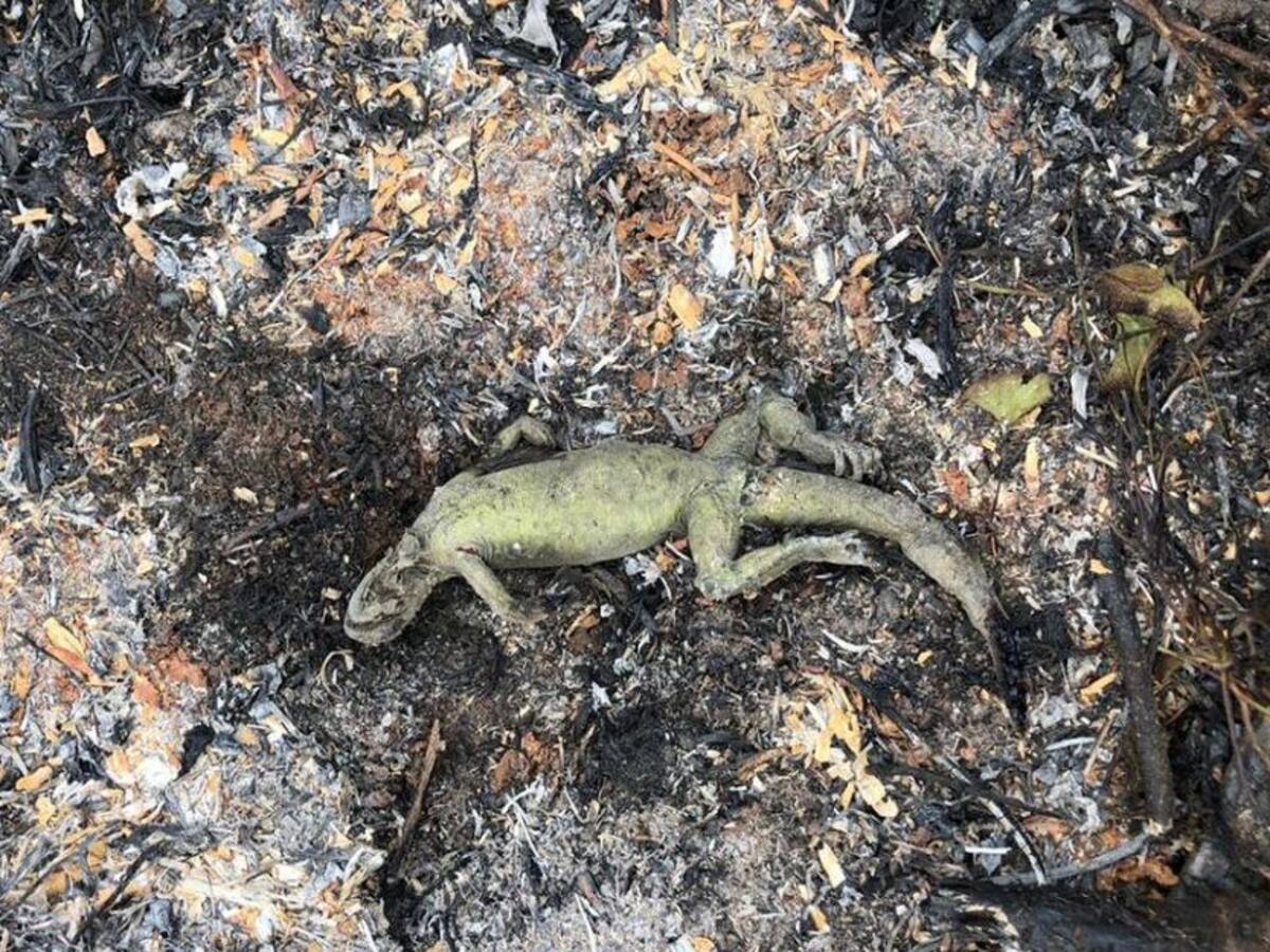 Piden apoyo a MinDefensa para apagar incendio en la Ciénaga de Corralito