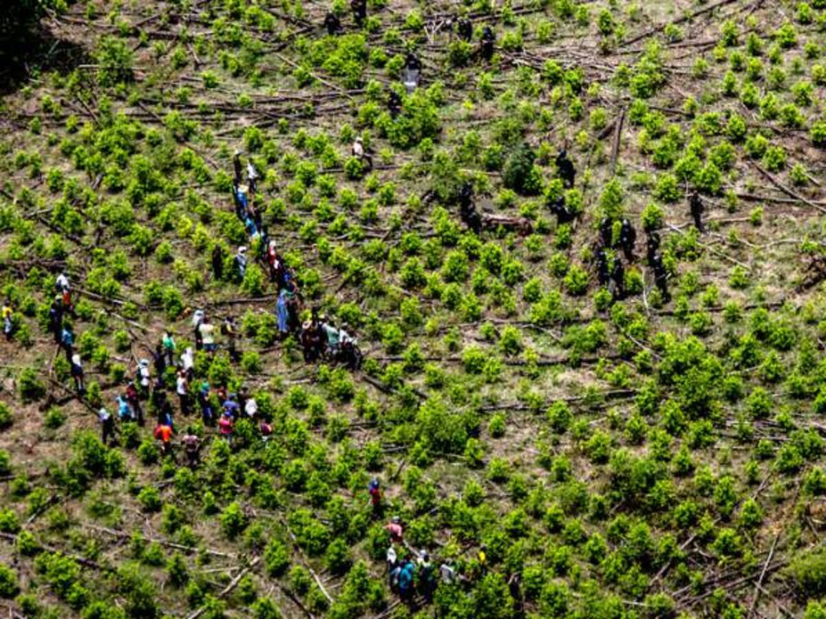 29 mil hectáreas de coca han sido erradicadas de manera forzosa este año: Mindefensa