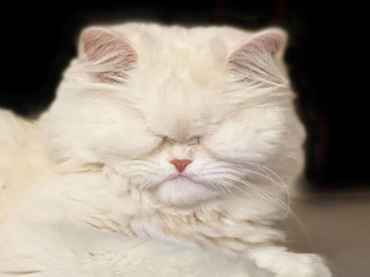 Video: Gatita sin ojos conquistó las redes sociales