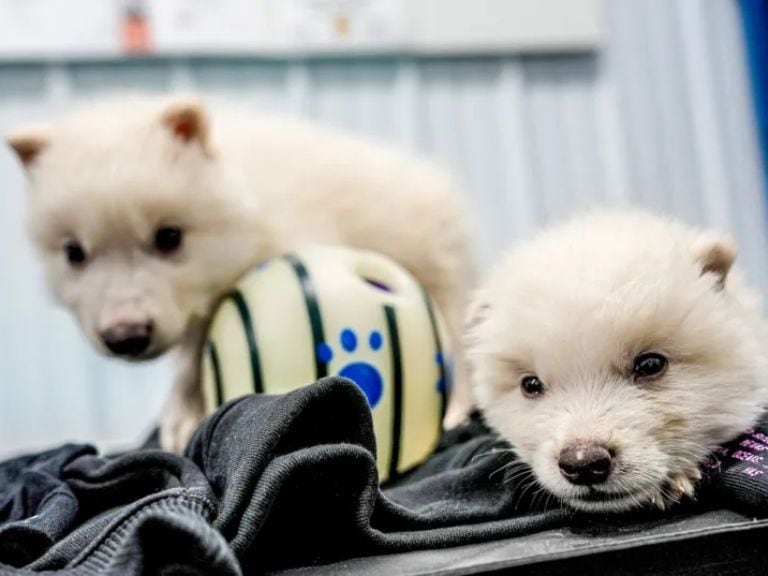 Cachorros lobo gigante/ Colossal Biosciences