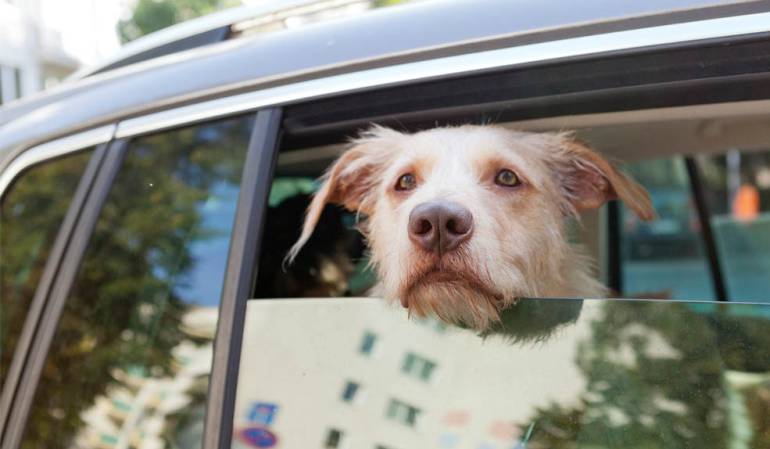 Llega el primer audiolibro para perros