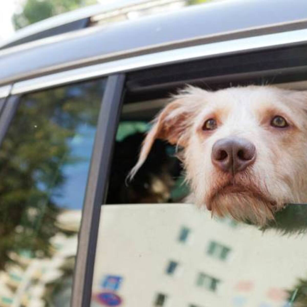 El audiolibro que todos los perros estaban esperando