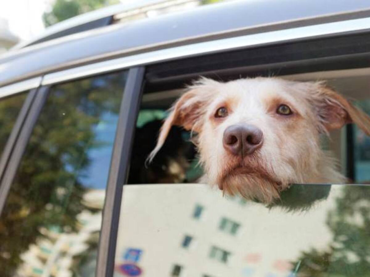 El audiolibro que todos los perros estaban esperando