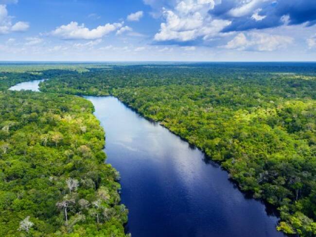 Es urgente transitar hacia la economía forestal en la Amazonía