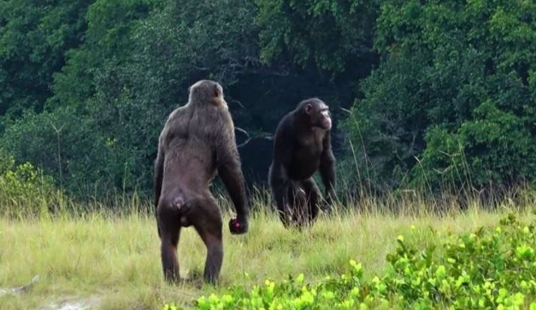 Dos machos adultos de la comunidad Rekambo del Proyecto Chimpancé Loango en Gabón revisando el área.