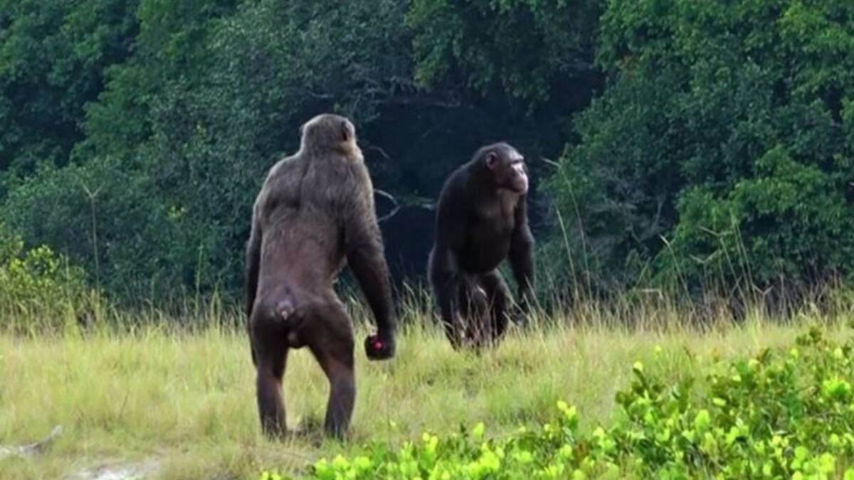 Humanos se deshicieron de caderas giratorias para dar zancadas más cortas