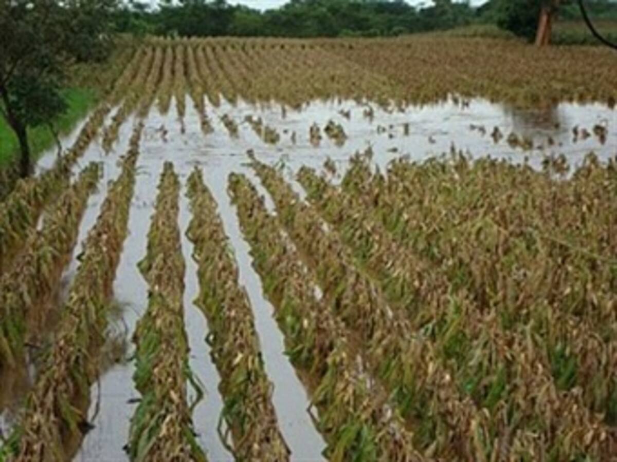 Congresistas de la costa piden que se condonen las deudas a los pequeños agricultores